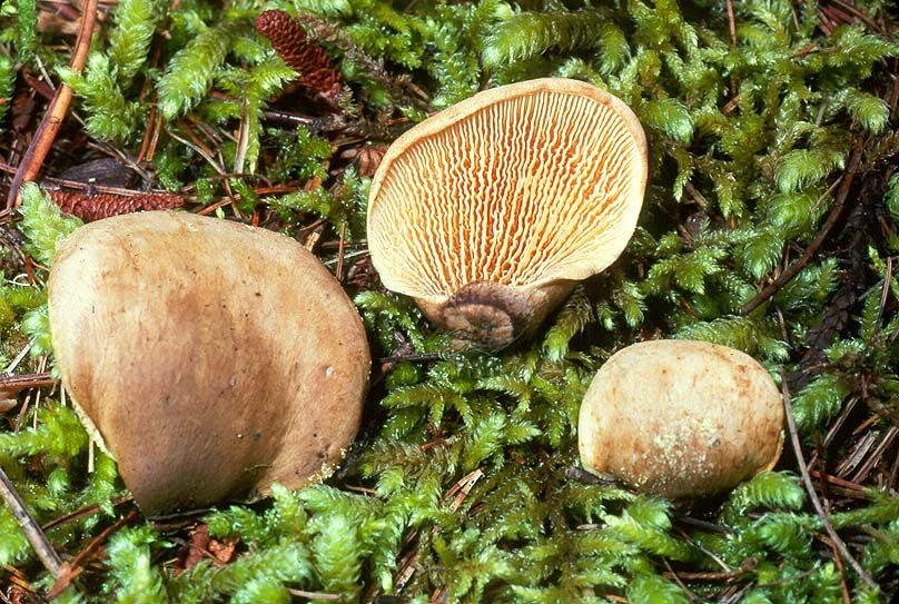 Tapinella panuoides